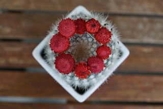 仙人掌，肉质植物，植物，红色，蓬勃发展