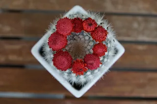 仙人掌，肉质植物，植物，红色，蓬勃发展