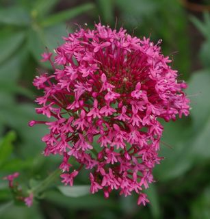 Centranthus Ruber，红色缬草，马刺缬草