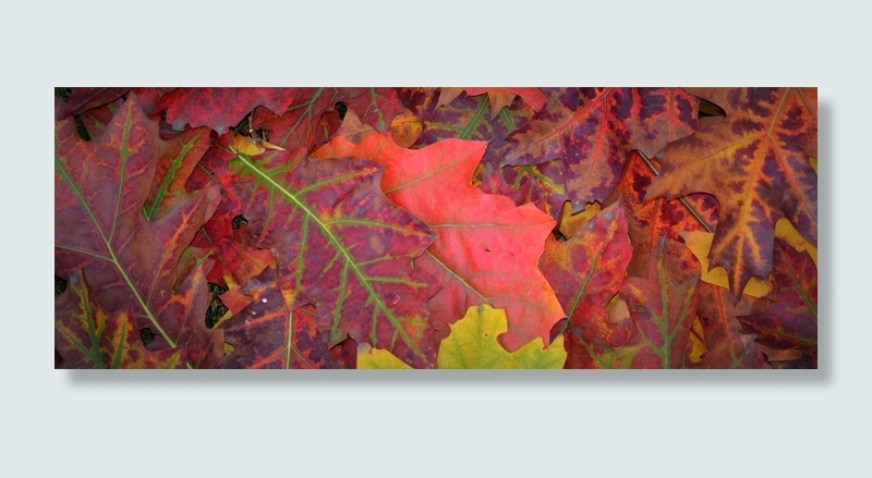 秋天，颜色，叶子，季节