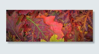 秋天，颜色，叶子，季节