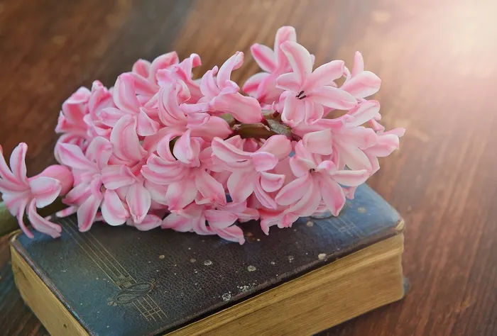 风信子，花，香花，春天的花朵