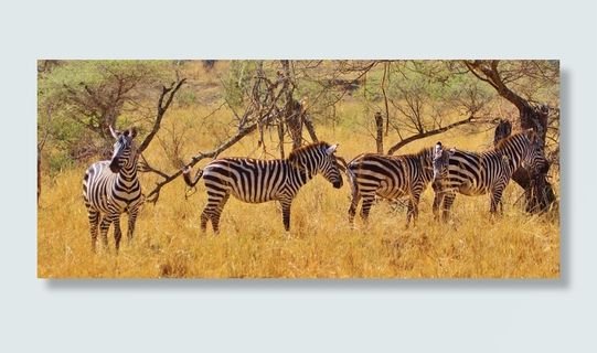 斑马，动物，哺乳动物，斑马，非洲，野生动物园