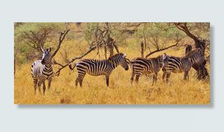 斑马，动物，哺乳动物，斑马，非洲，野生动物园