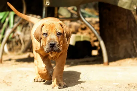 Boerboel,花生斗牛犬,狗,小狗,藏ast,动物 Boerboel,花生斗牛犬,狗,小狗,藏ast,动物