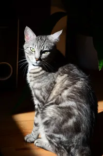 猫,动物,小猫,雄猫,灰猫 猫,动物,小猫,雄猫,灰猫
