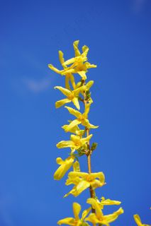 连翘，鲜花，黄色，金黄色，春天