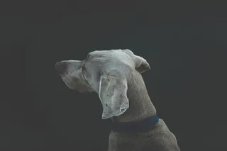 动物，宠物，狗，家养，可爱，犬，头，返回