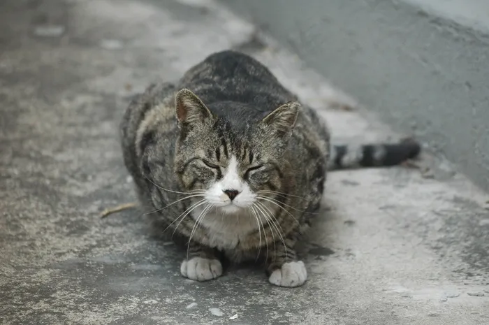 猫，胡同，流浪猫