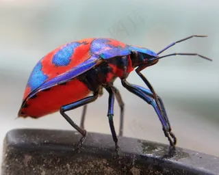 芙蓉丑角臭虫，双眼裂孔菌