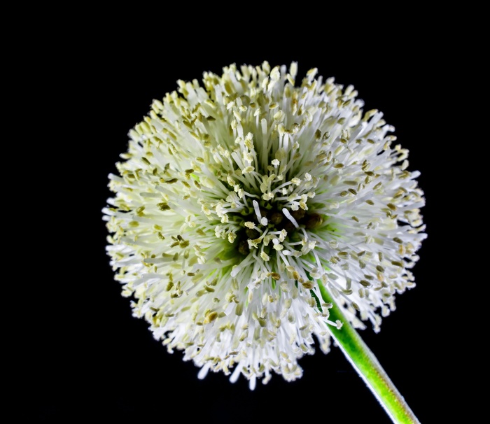 小花，花，野花，白