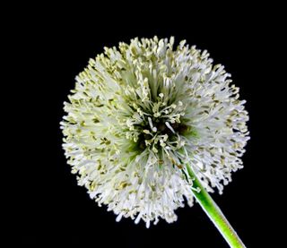 小花，花，野花，白