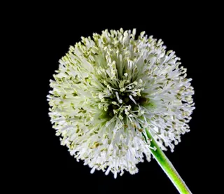 小花，花，野花，白