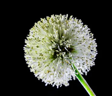 小花,花,野花,白 小花,花,野花,白