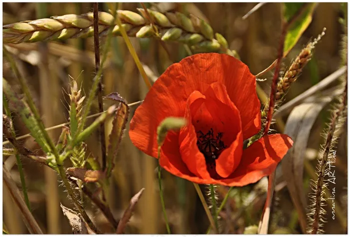 Klatschmohn，罂粟，罂粟，花，红色，宏
