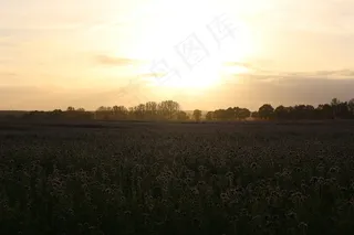 日落，田野，蜜蜂，Phacelia，Abendstimmung