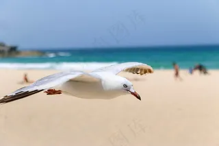 海鸥，鸟，自然生活，海滨，海滩