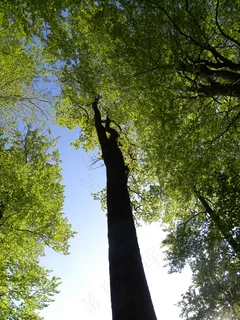 树，森林，性质，叶子，树皮，新鲜，森林