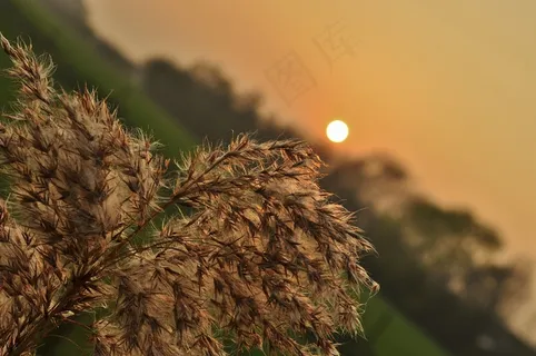 日落,草,牧场,草地,场,景观,农村 日落,草,牧场,草地,场,景观,农村