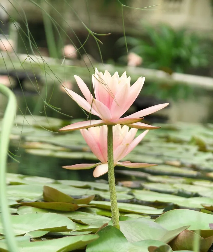 莲花，水中的莲花，粉红莲花