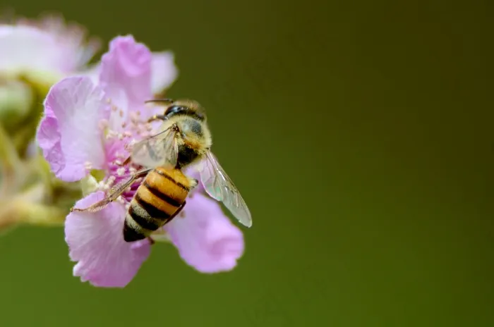 蜜蜂，花，黄色，蜂蜜，自然