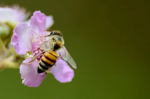 蜜蜂,花,黄色,蜂蜜,自然 蜜蜂,花,黄色,蜂蜜,自然
