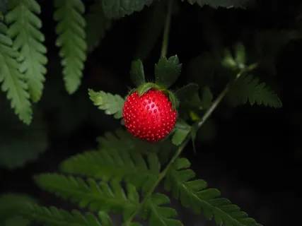 草莓,红色,美味,小,水果 草莓,红色,美味,小,水果