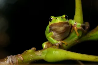 Hyla Meridionalis，青蛙，两栖动物