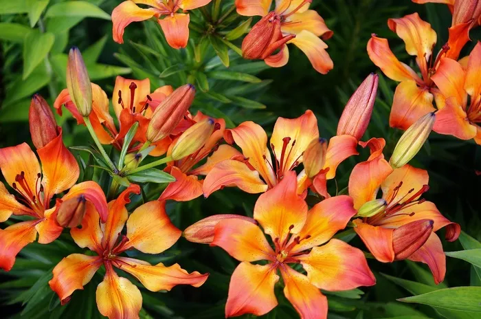花，百合，橙色，花的，花园，盛开，自然