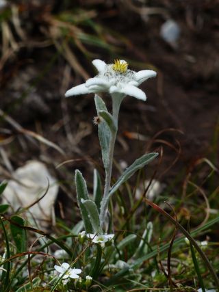高山雪绒花，普通，雪绒花，蓬松，白色