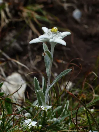 高山雪绒花，普通，雪绒花，蓬松，白色