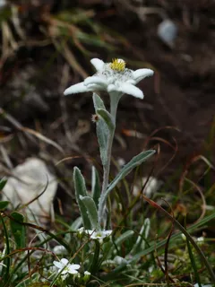 高山雪绒花,普通,雪绒花,蓬松,白色 高山雪绒花,普通,雪绒花,蓬松,白色