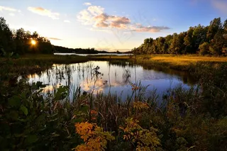 景观，水，湖泊，自然，沼泽，树木