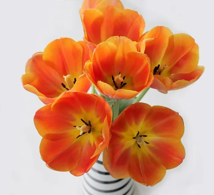 郁金香，橙色，花束，弹簧，花瓶，鲜花