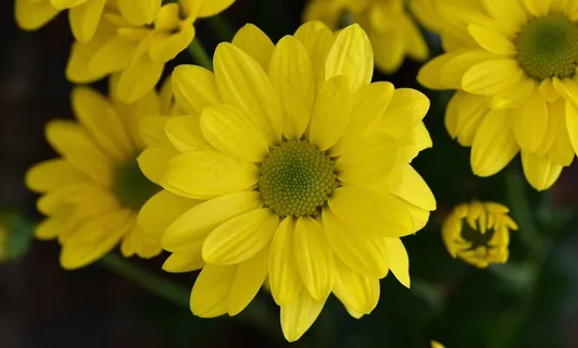 黛西，植物，花，开花，黄色，雏菊