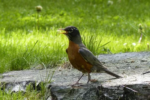 红知更鸟，鸟，自然，动物，野生动物，Redbreast