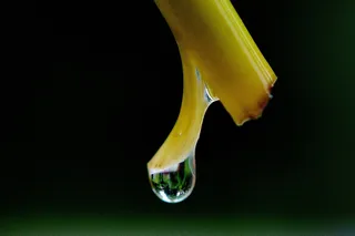 滴灌，雨，植物，Stengel，关闭，一滴水