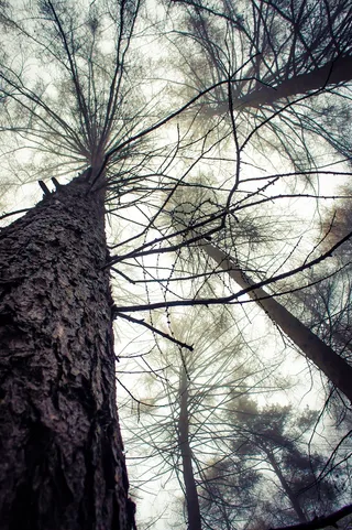 树，森林，自然，景观，自然，户外