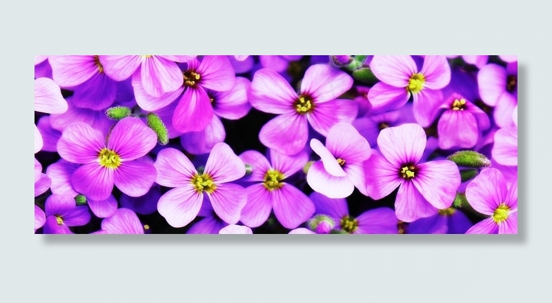 红花醡浆草,草夹竹桃,报春花,格桑花,花卉,紫色的花