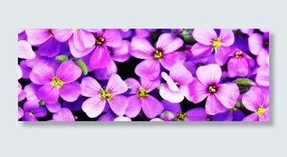 红花醡浆草,草夹竹桃,报春花,格桑花,花卉,紫色的花