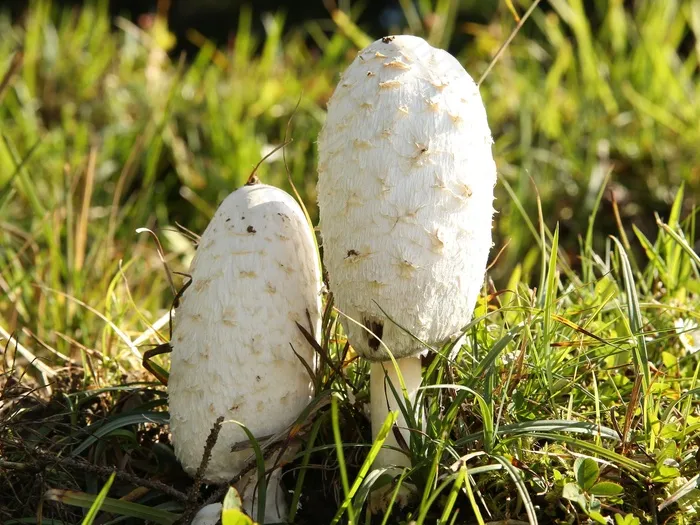 蘑菇，蘑菇，芦笋蘑菇