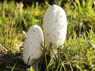 蘑菇，蘑菇，芦笋蘑菇