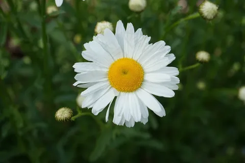 花,开花,关闭,白 花,开花,关闭,白
