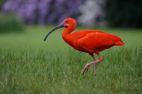 瓦尔斯罗德飞禽公园，红宜必思酒店，鸟，热带鸟类