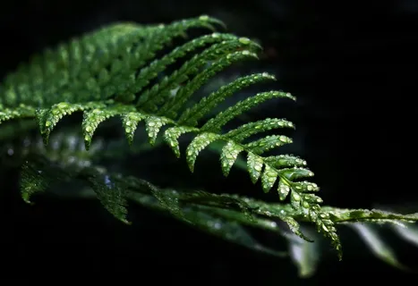 蕨类,绿色,植物,叶蕨,花丝 蕨类,绿色,植物,叶蕨,花丝