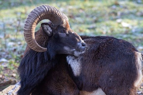 摩ri座，野生，动物
