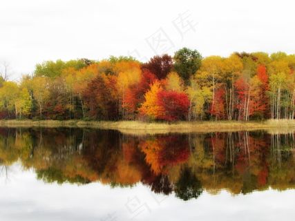 秋天，颜色，树木，秋天，秋天的落叶