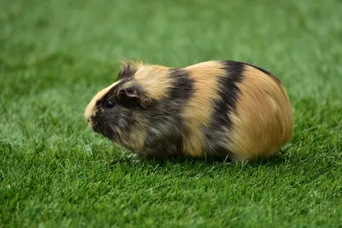 豚鼠之家,Cavia Porcellus,豚鼠,虎科 豚鼠之家,Cavia Porcellus,豚鼠,虎科