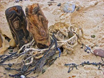 浮石和喷射，海岸，北海，海滩，海