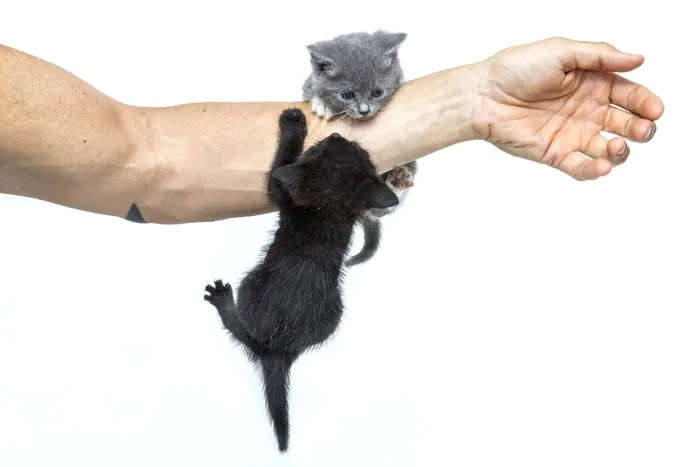 小猫，猫，动物，甜